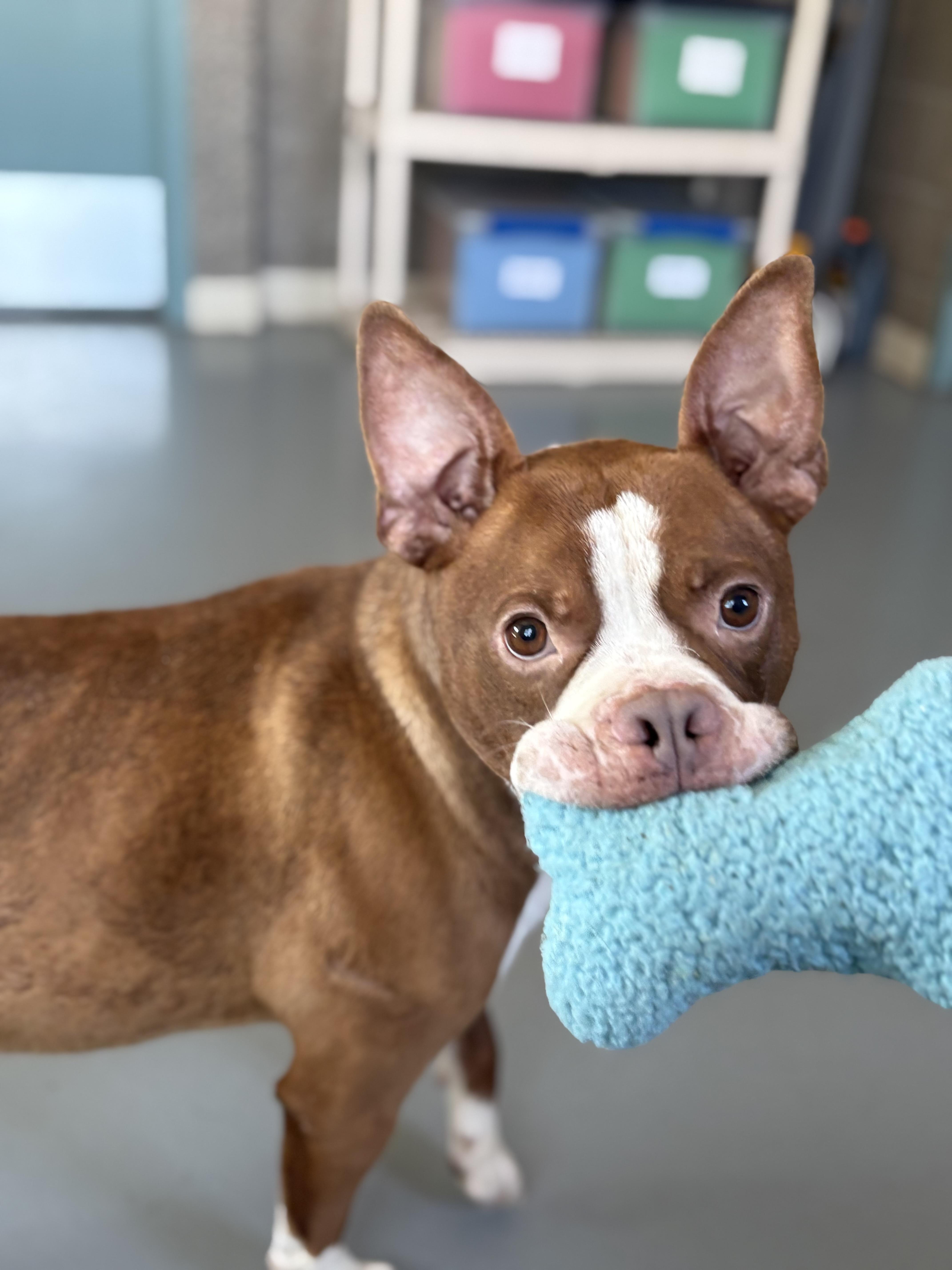 Enlarge Chatter, a Adoptable mixed breed in Zimmerman, MN image 6/6