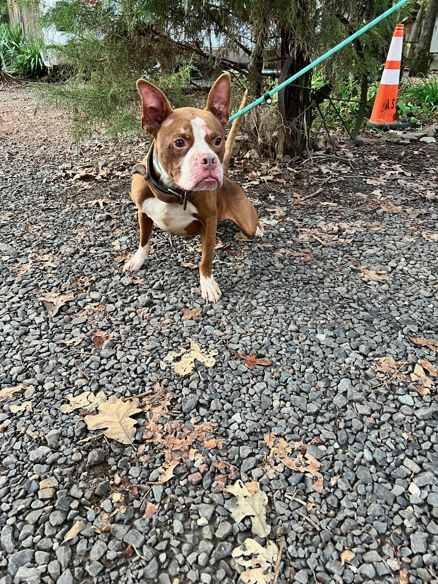 Enlarge Chatter, a Adoptable mixed breed in Zimmerman, MN image 2/4
