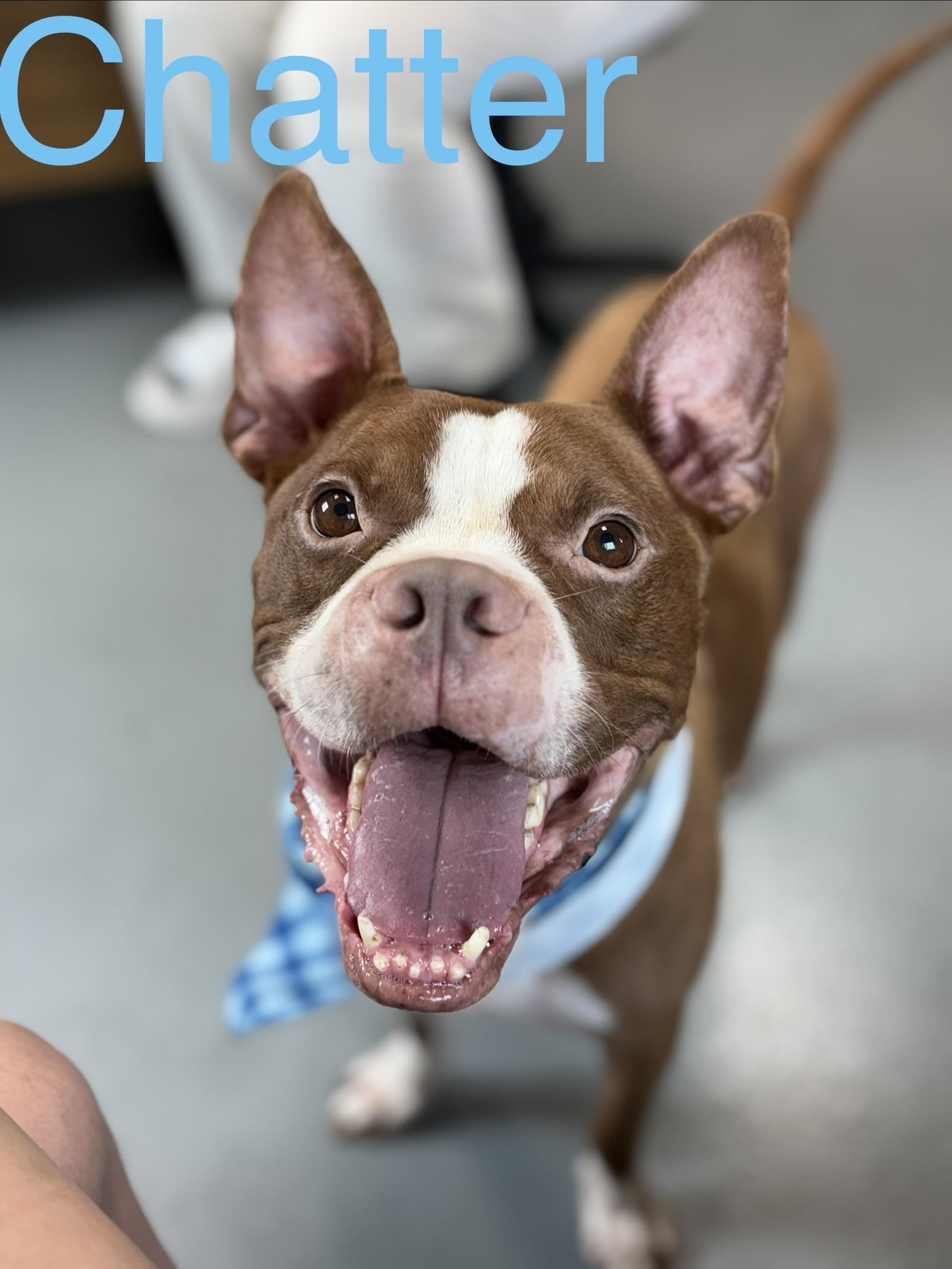 Chatter, Adoptable, Adult Male Boxer.