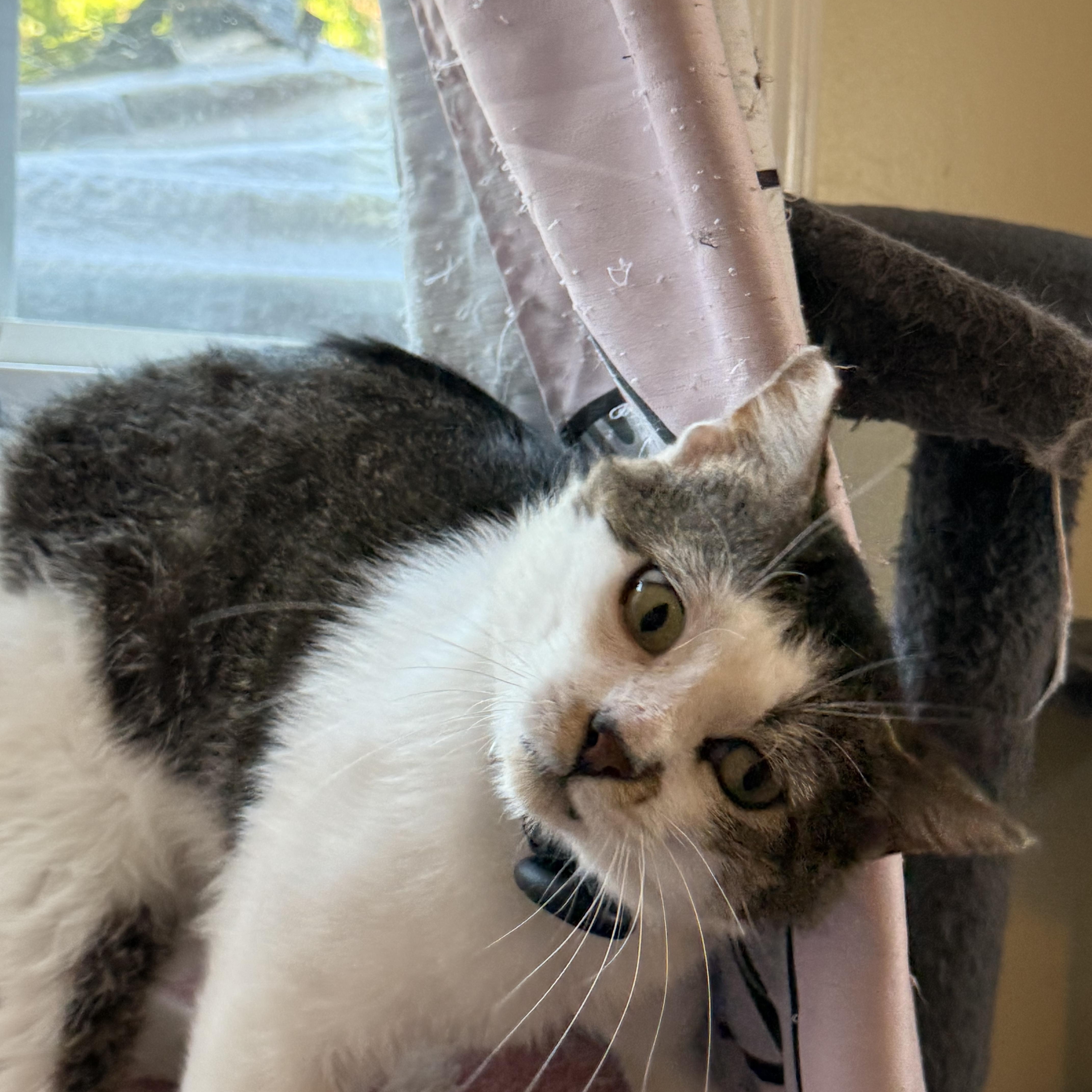 Theo, a ADOPTABLE Domestic Short Hair in The Dalles, OR image 2/5
