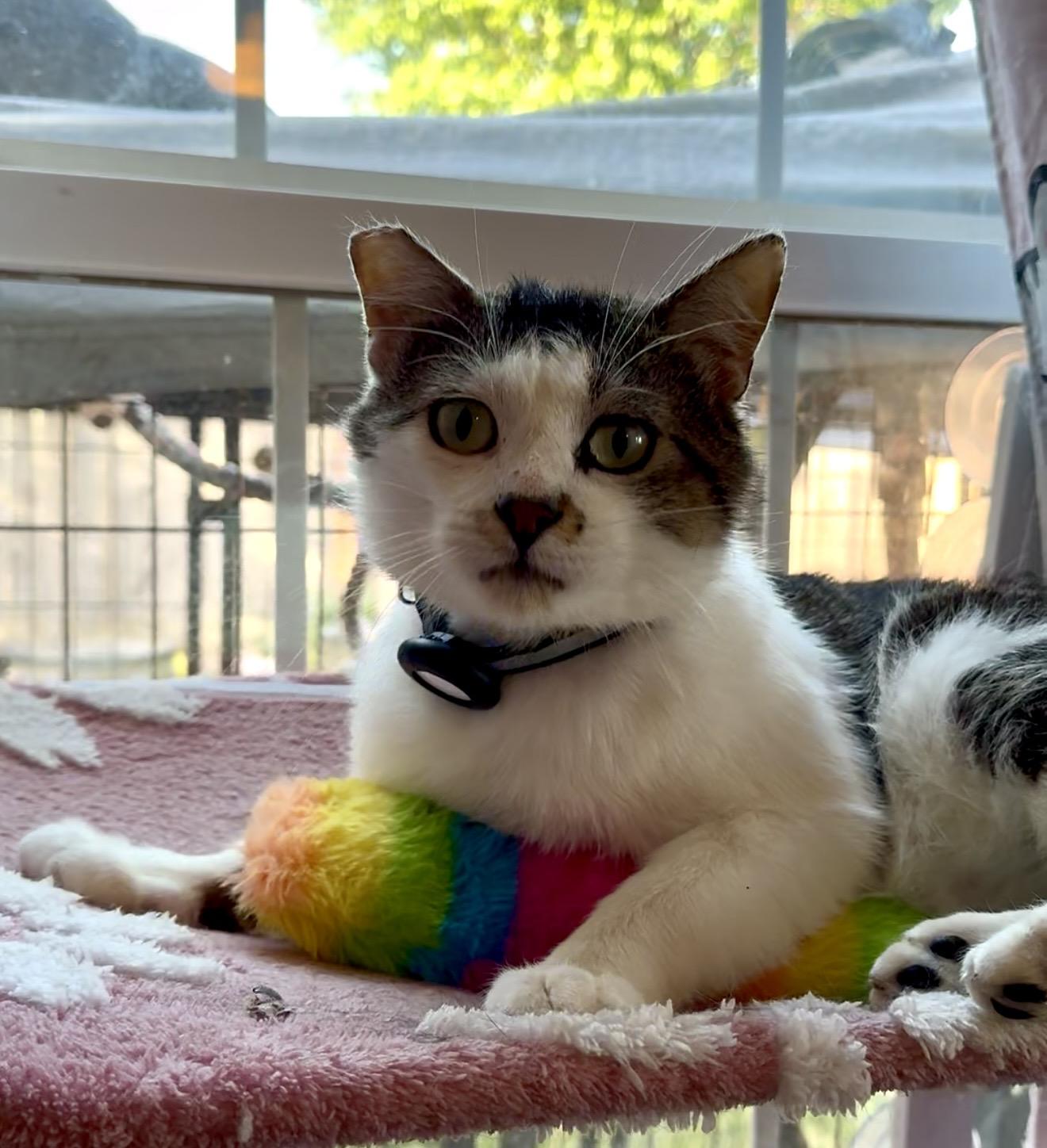 Theo, ADOPTABLE, Adult Male Domestic Short Hair.