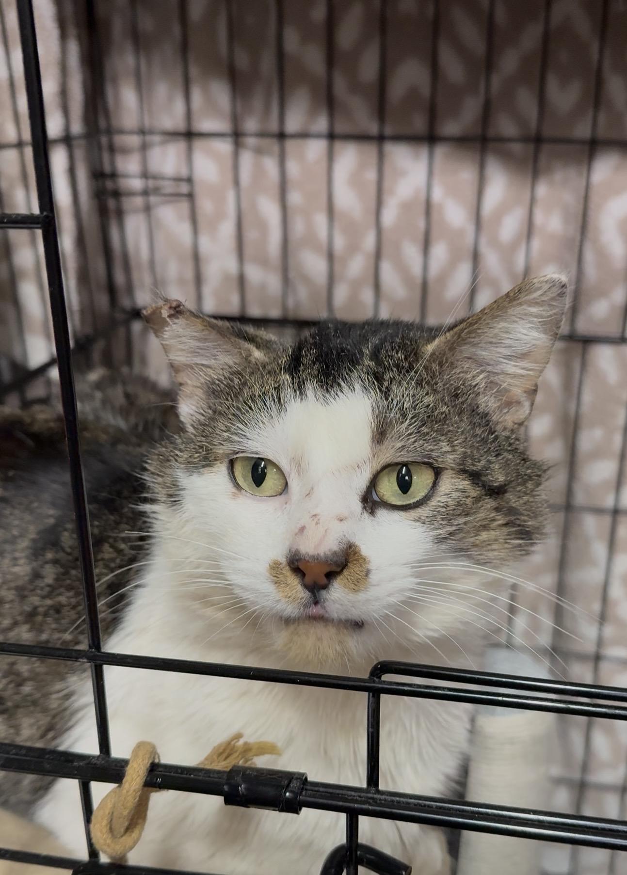 Sparrow, ADOPTABLE, Adult Male Domestic Short Hair.