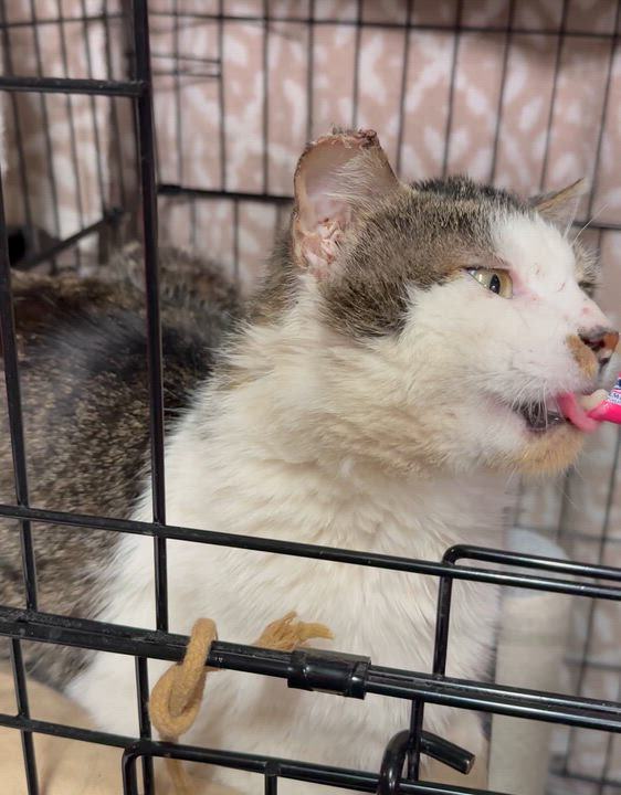 Enlarge Sparrow, a ADOPTABLE Domestic Short Hair in The Dalles, OR video 2/2