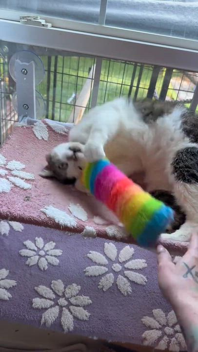 Enlarge Theo, a ADOPTABLE Domestic Short Hair in The Dalles, OR video 3/5