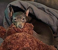 Enlarge Brooklyn, a Adoptable Miniature Pinscher in Davie, FL image 1/2