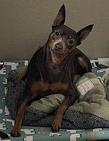 Brooklyn, Adoptable, Adult Female Miniature Pinscher.