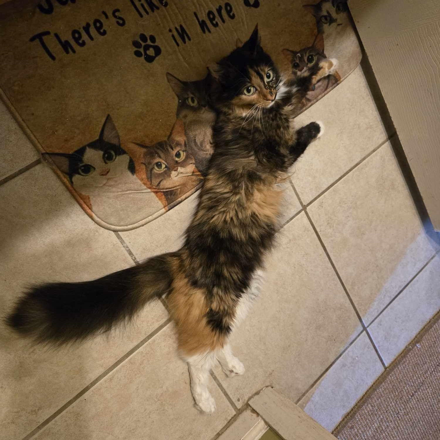 Moon, a Adopted mixed breed in Houston, TX image 3/6