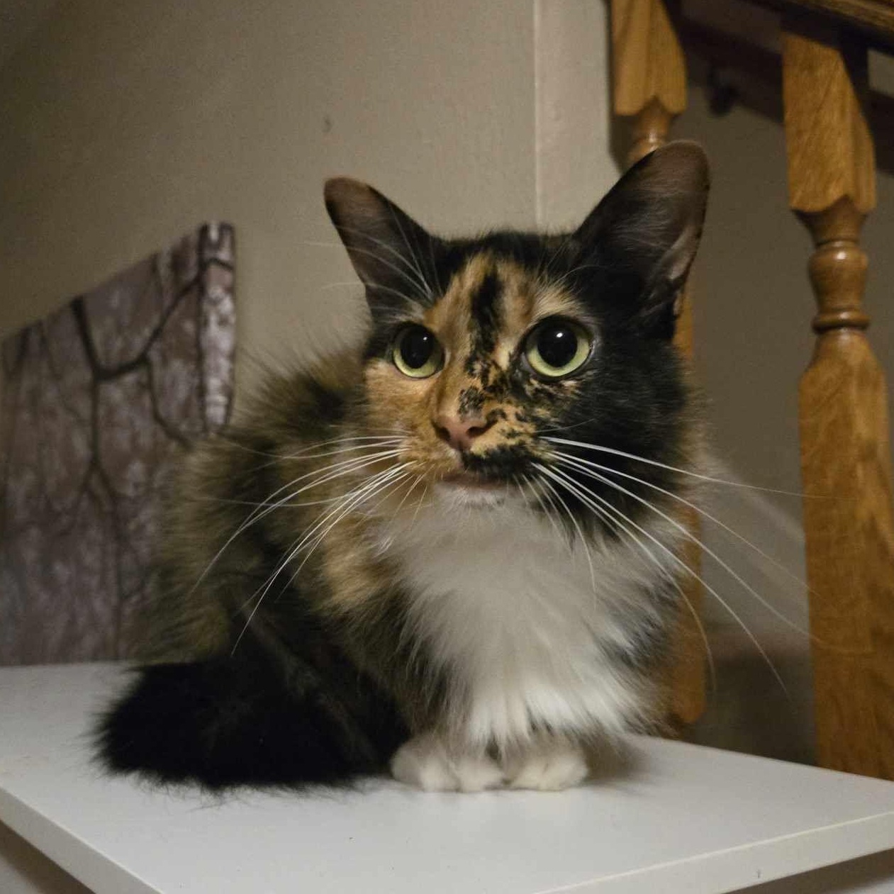 Moon, Adopted, Adult Female Domestic Medium Hair & Calico.