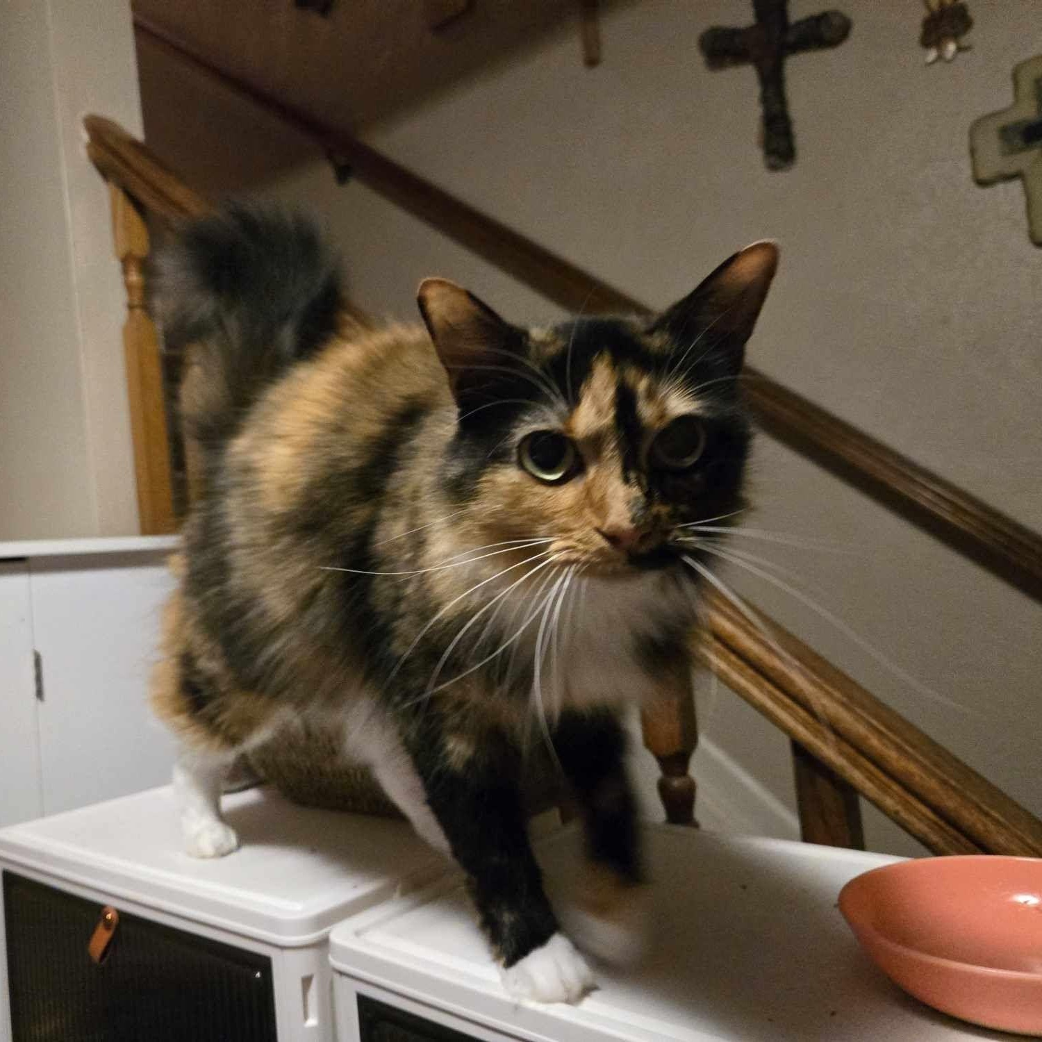 Moon, a Adopted mixed breed in Houston, TX image 4/6