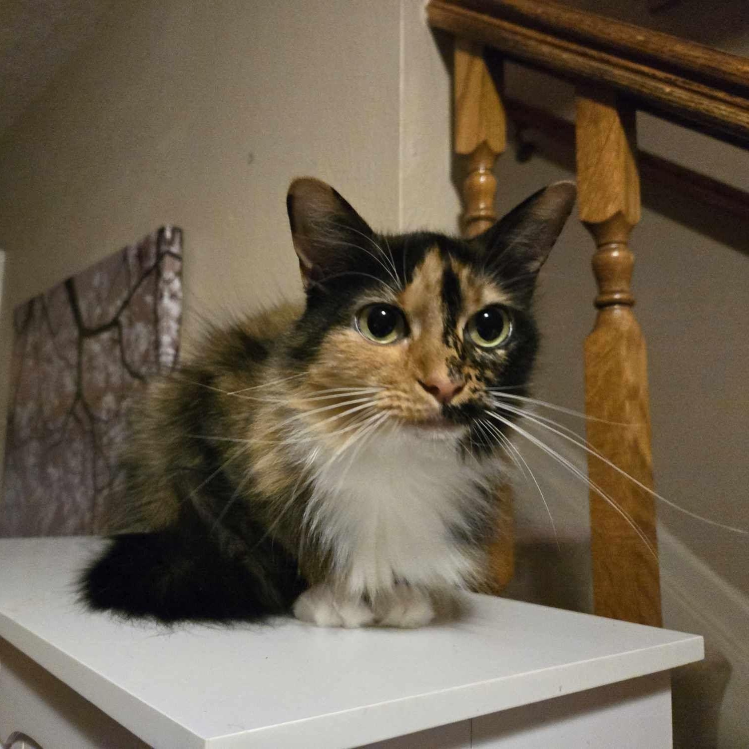 Moon, a Adopted mixed breed in Houston, TX image 5/6