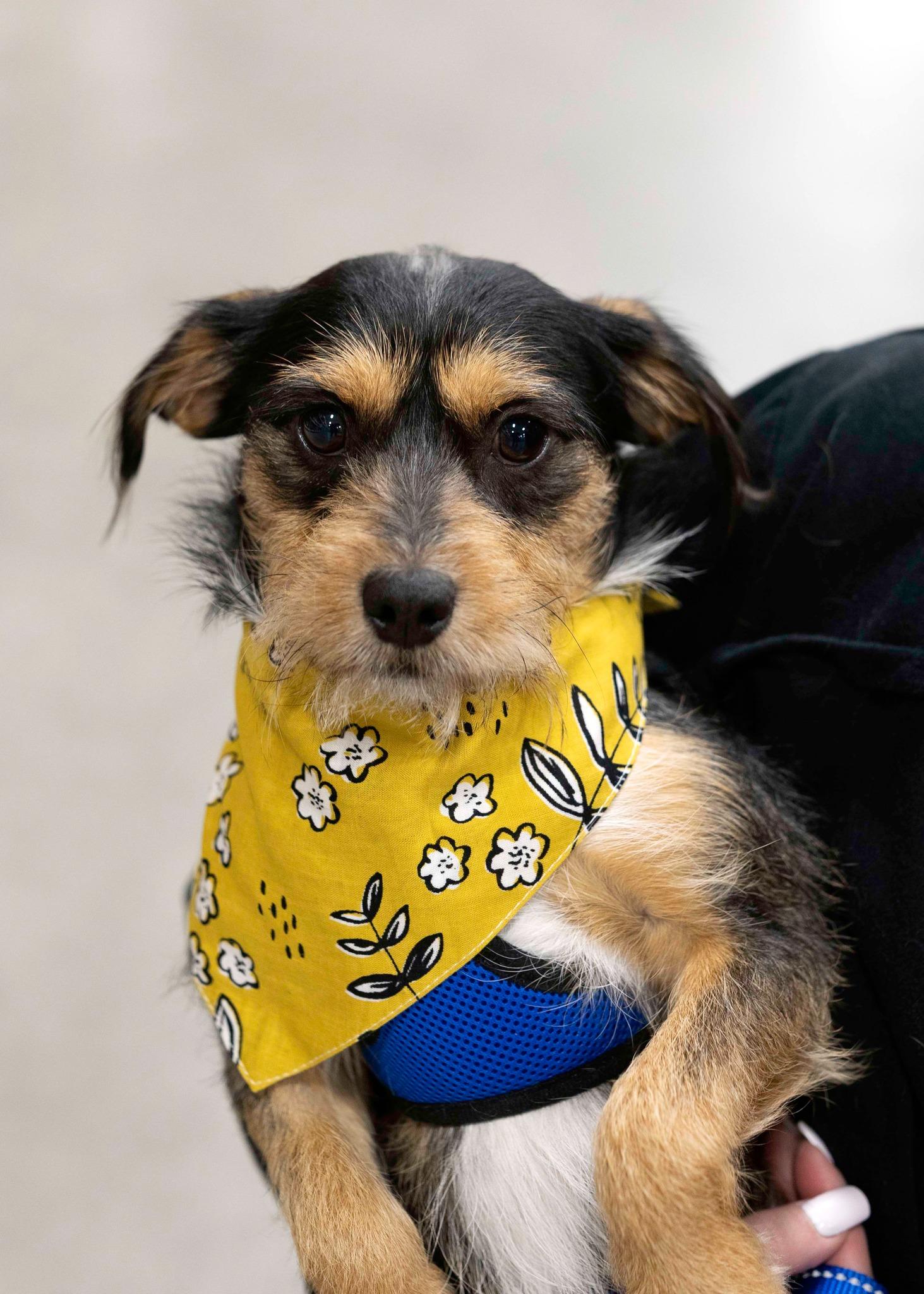 Enlarge Nick, an adopted Border Terrier in West Richland, WA image 3/6
