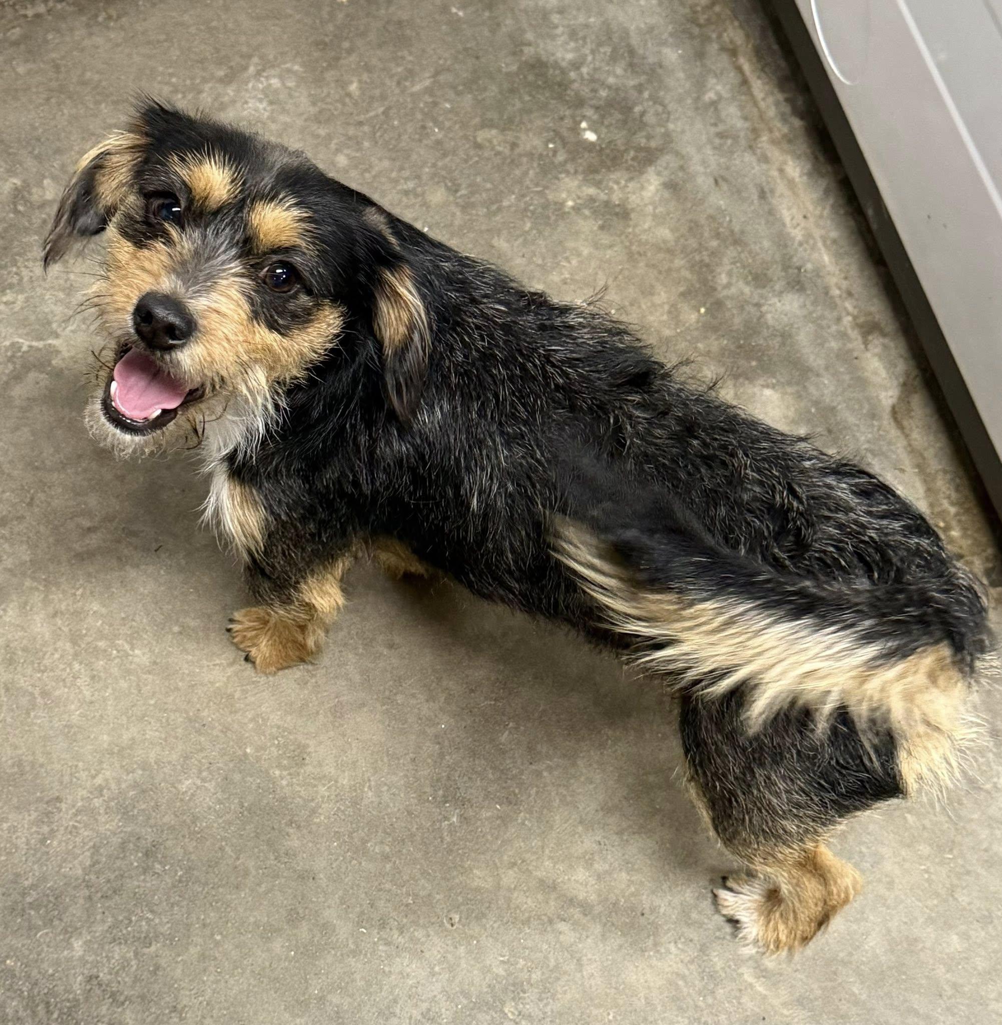 Enlarge Nick, an adopted Border Terrier in West Richland, WA image 6/6