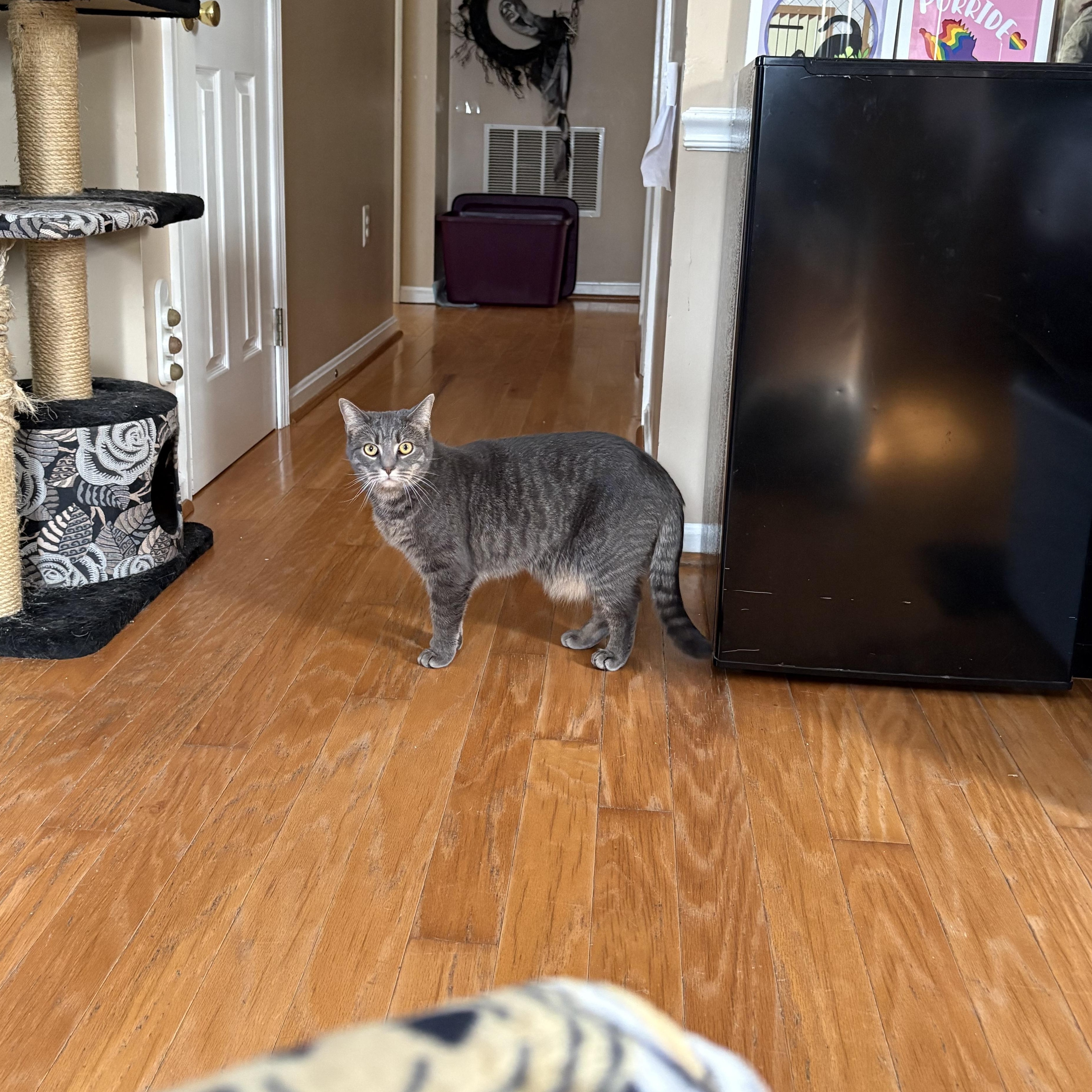 Enlarge Teddy, a Adoptable Domestic Short Hair in Chesapeake Beach, MD image 5/5