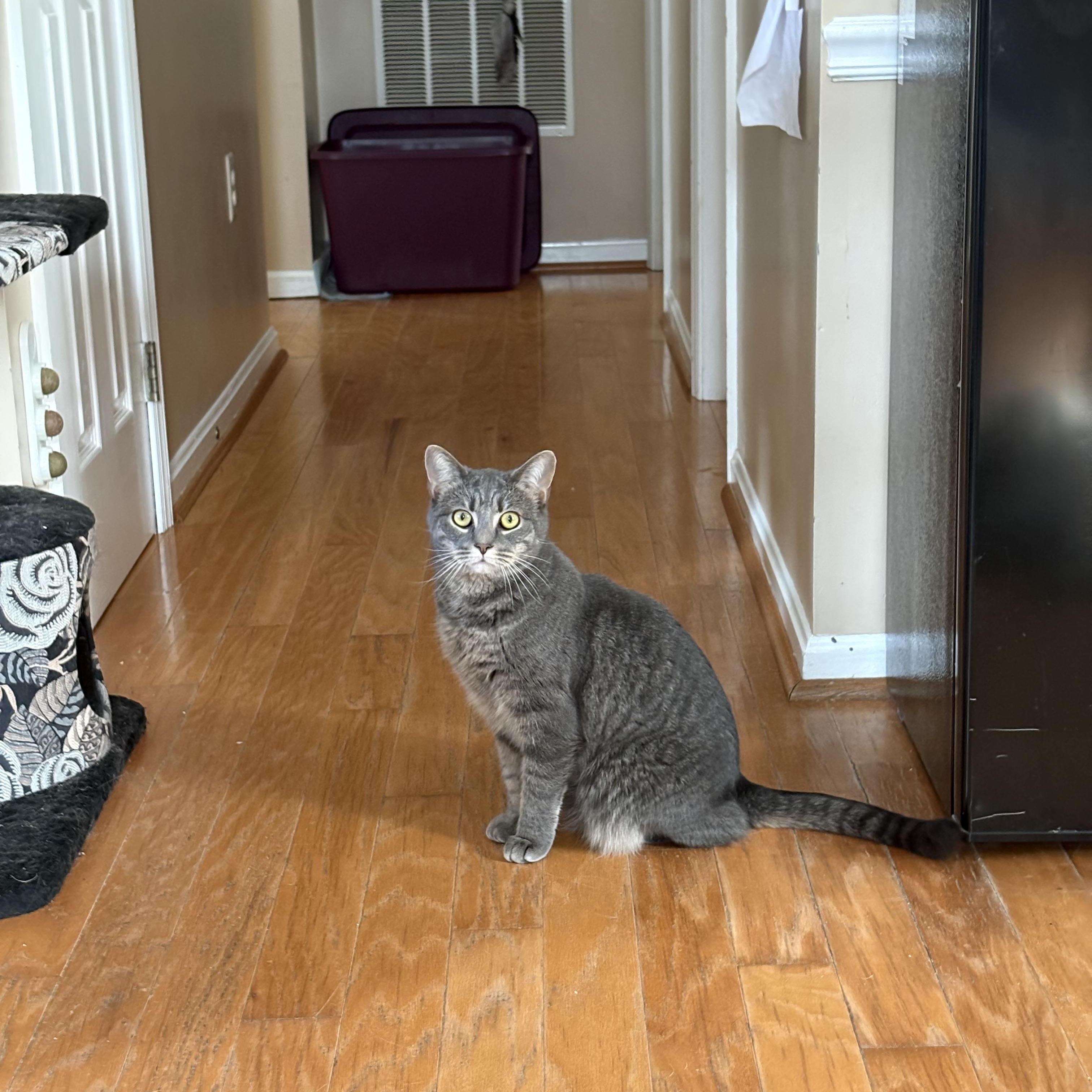 Enlarge Teddy, a Adoptable Domestic Short Hair in Chesapeake Beach, MD image 4/5