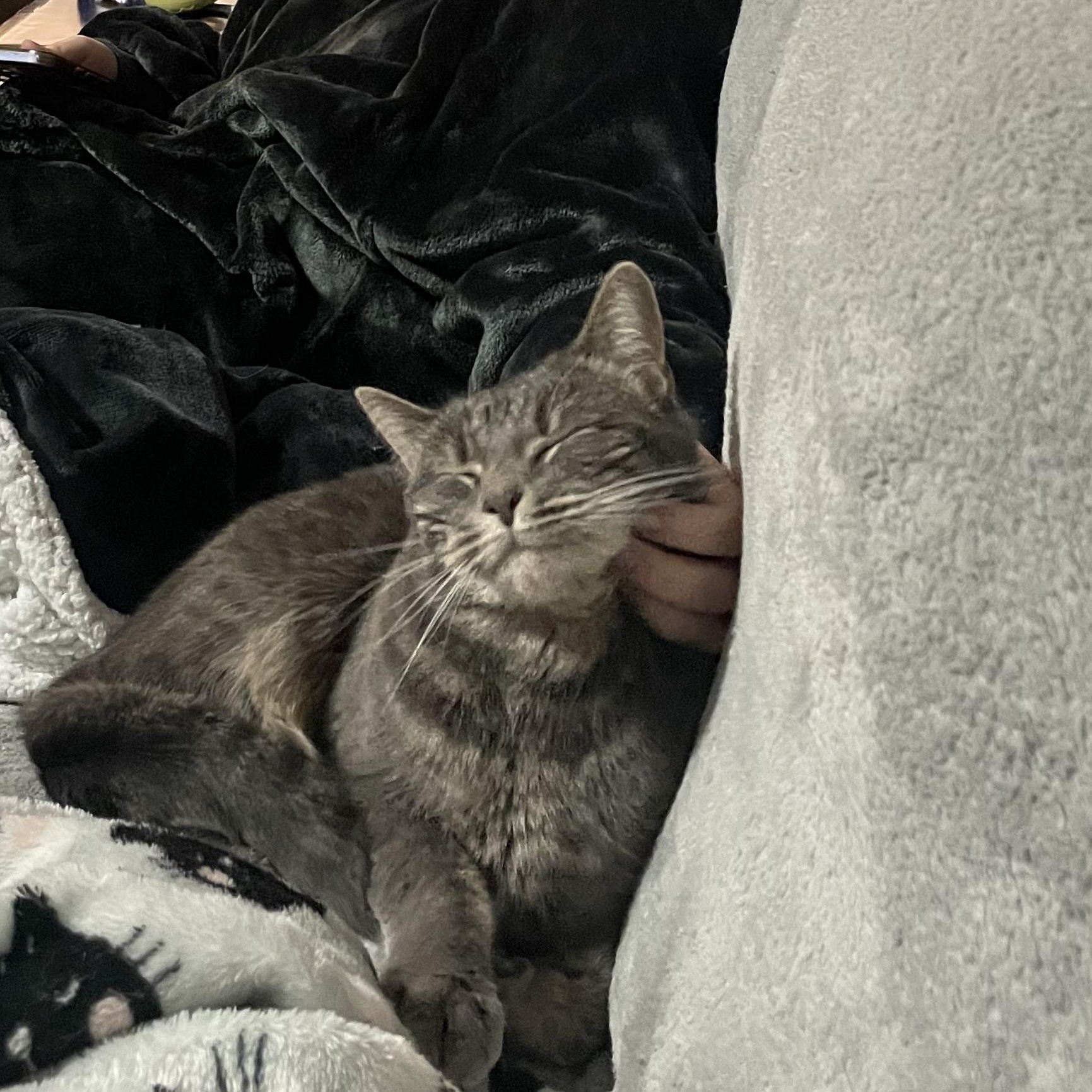 Teddy, Adoptable, Adult Female Domestic Short Hair.