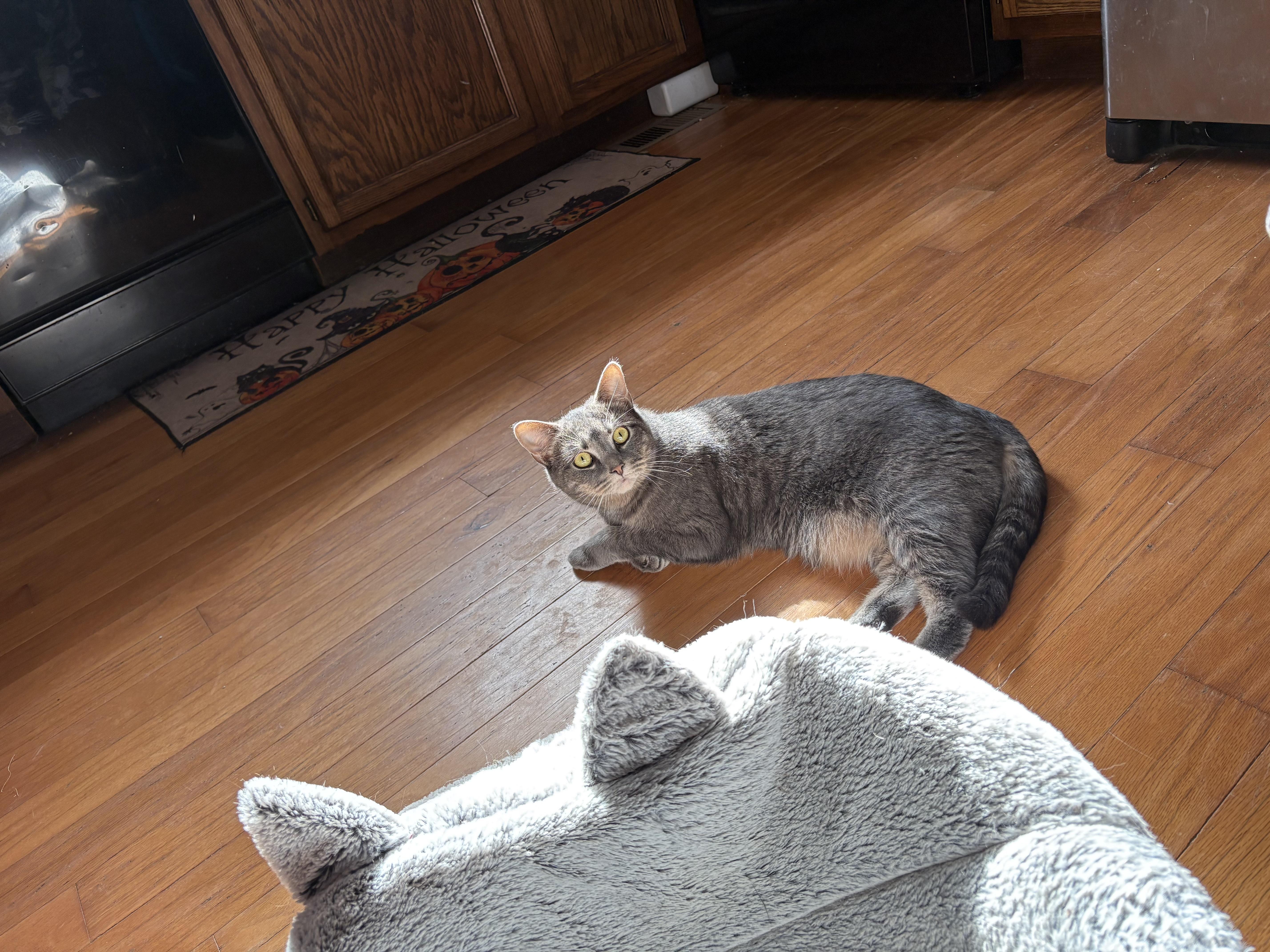 Enlarge Teddy, a Adoptable Domestic Short Hair in Chesapeake Beach, MD image 3/5