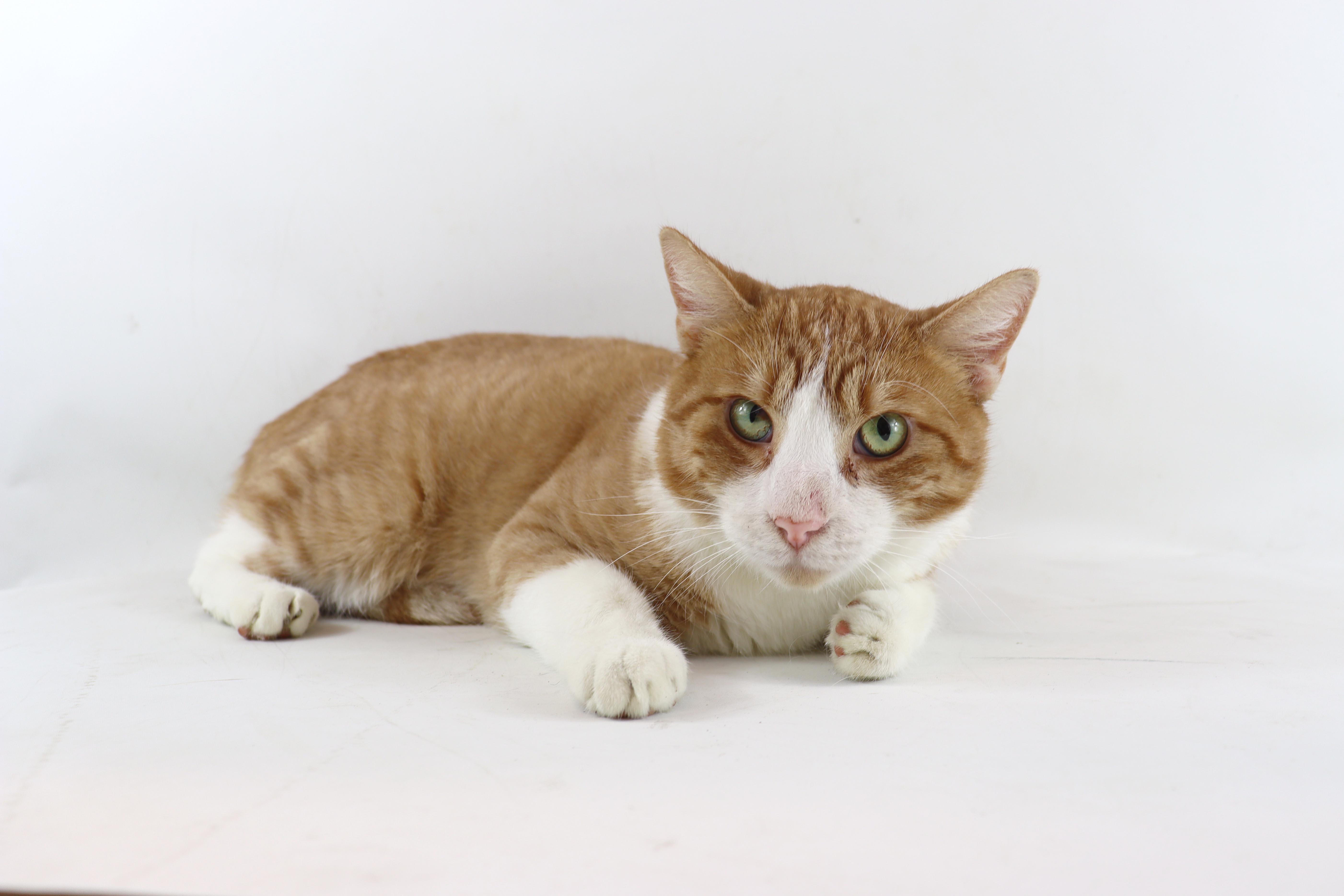 Ranger, a Adoptable Domestic Short Hair in Clovis, CA image 3/3