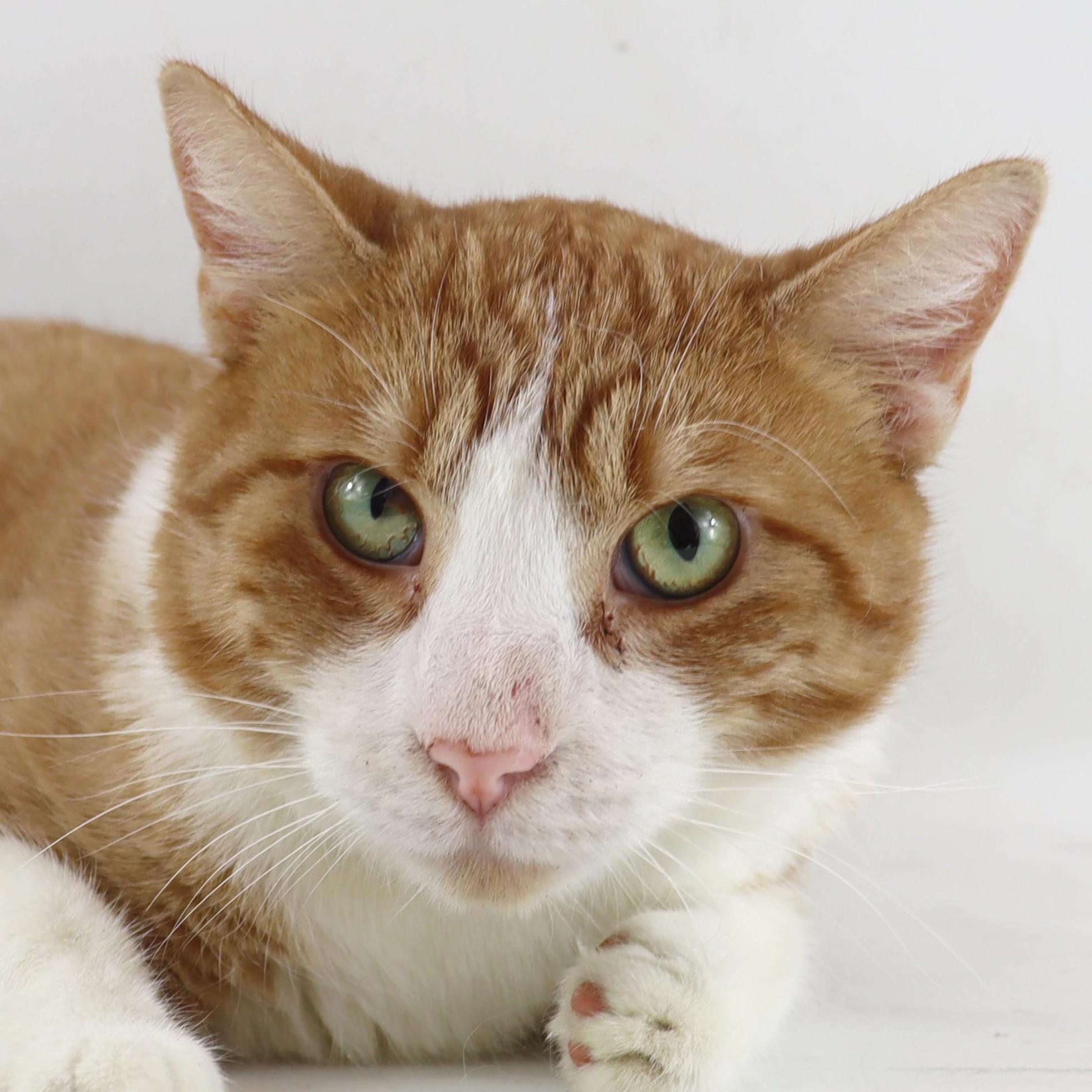 Ranger, a Adoptable Domestic Short Hair in Clovis, CA image 1/3