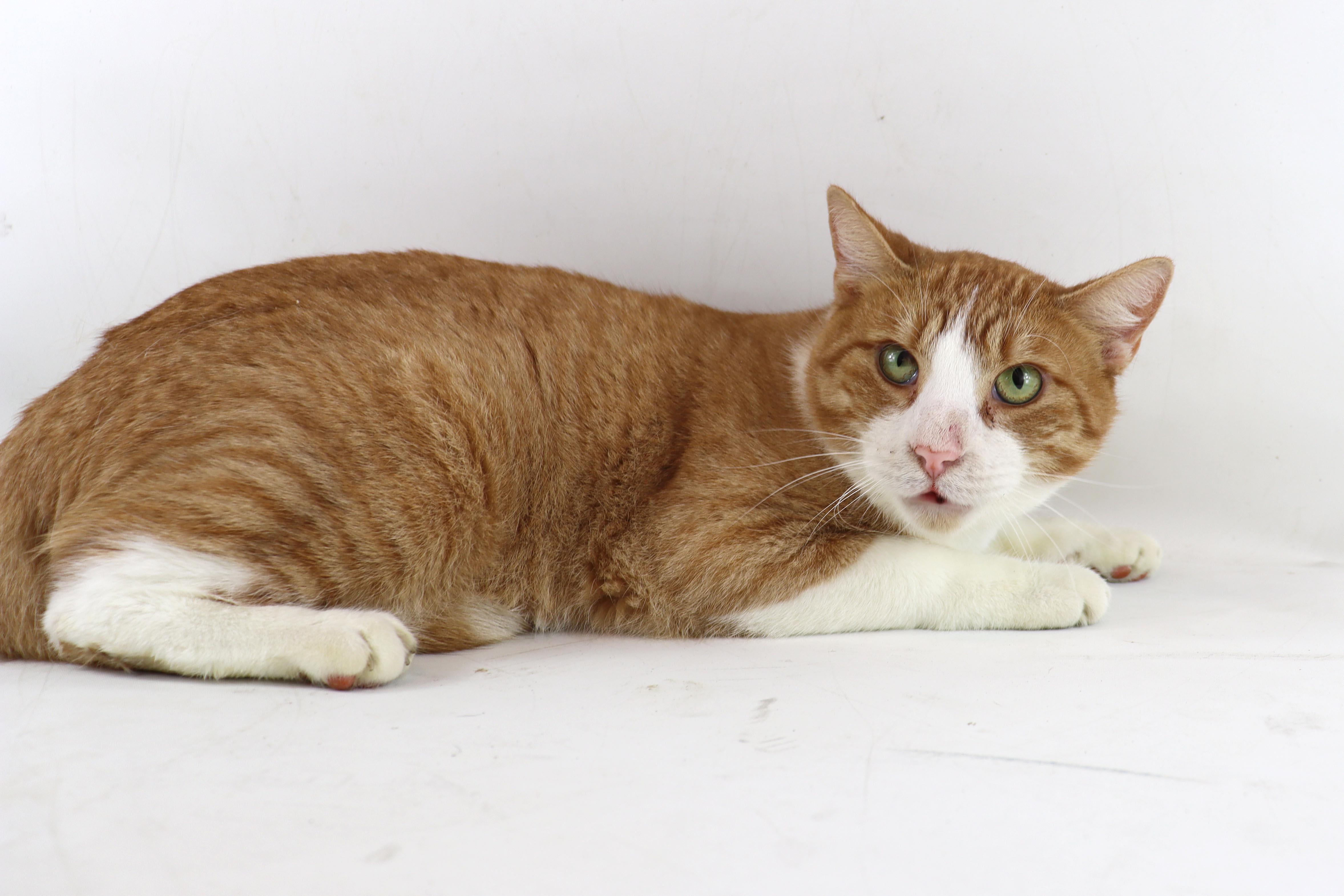 Ranger, a Adoptable Domestic Short Hair in Clovis, CA image 2/3