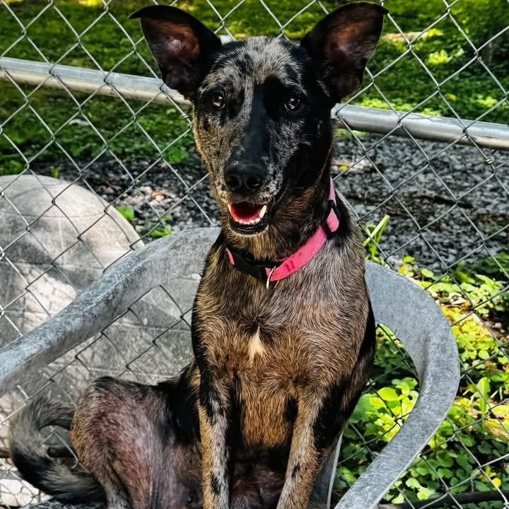 Enlarge Tallulah, a ADOPTABLE mixed breed in Williston, VT image 5/6