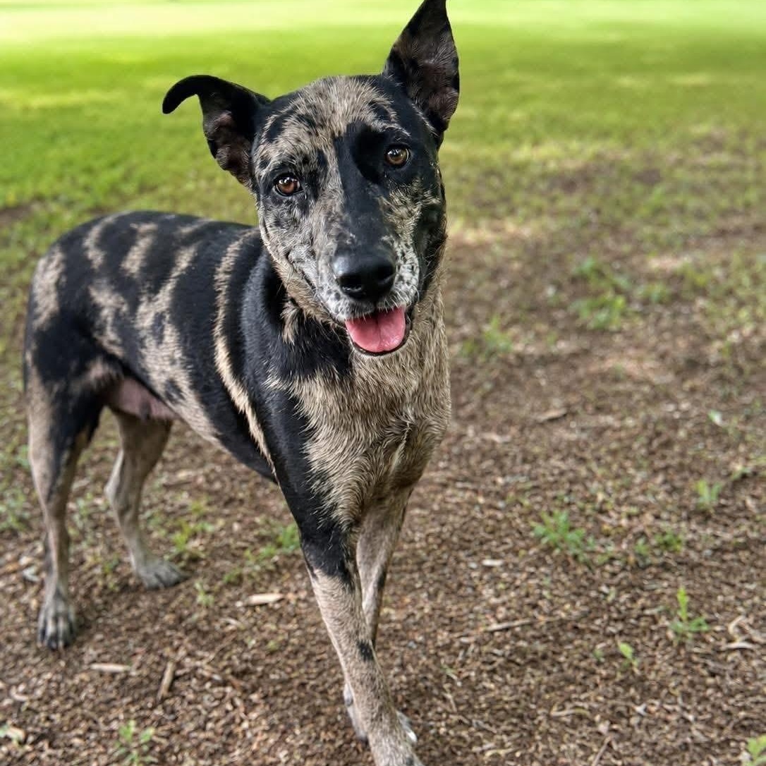 Tallulah, ADOPTABLE, Young Female Catahoula Leopard Dog.