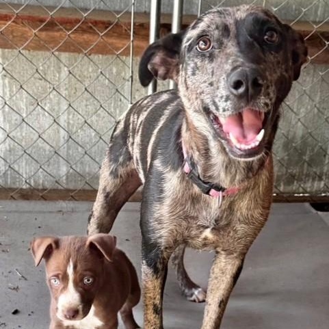 Enlarge Tallulah, a ADOPTABLE mixed breed in Williston, VT image 2/6