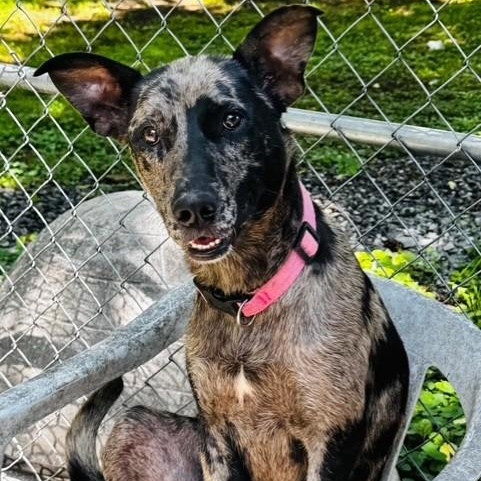 Enlarge Tallulah, a ADOPTABLE mixed breed in Williston, VT image 4/6