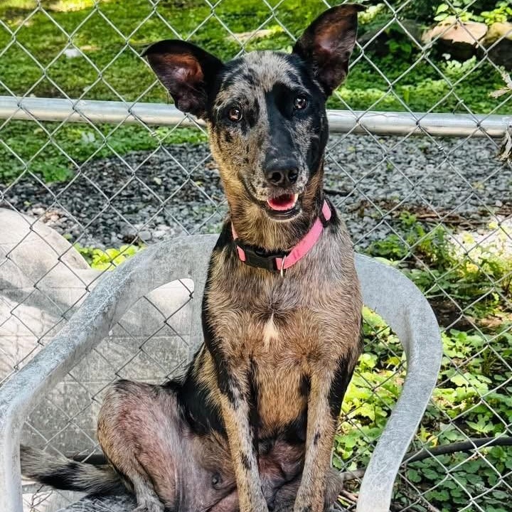 Enlarge Tallulah, a ADOPTABLE mixed breed in Williston, VT image 6/6