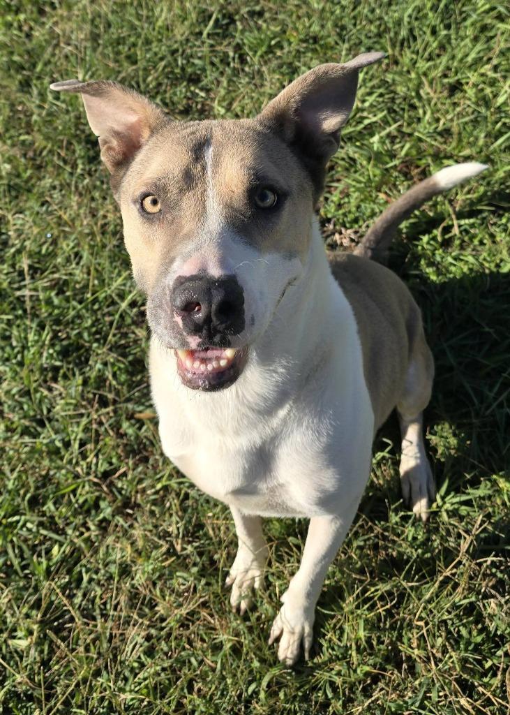 Enlarge Sampson, a Adoptable Labrador Retriever in Humble, TX image 1/1