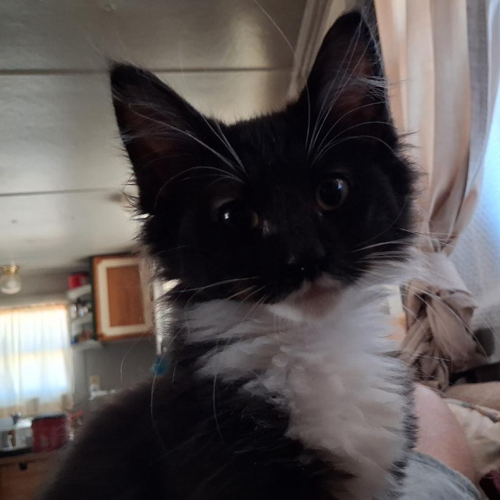 Boots, Adoptable, Kitten Female Domestic Short Hair.