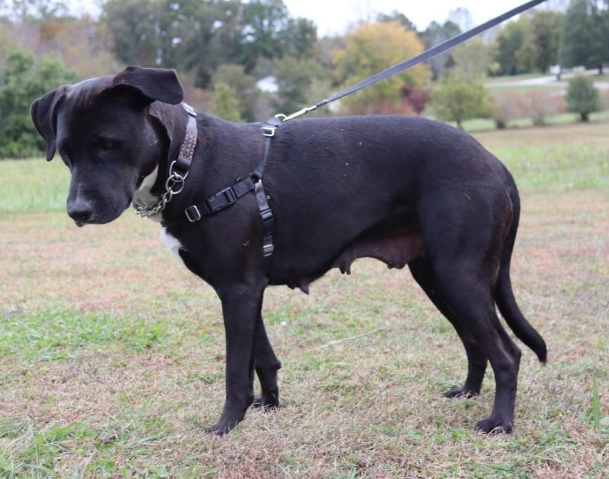 Enlarge Ebony, a ADOPTABLE Labrador Retriever in Bridgewater, NJ image 2/5