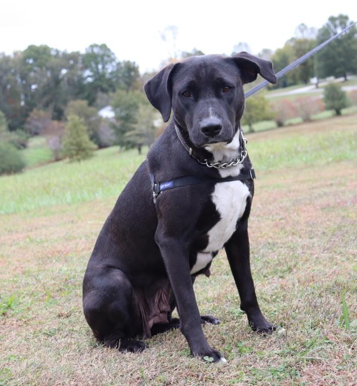 Enlarge Ebony, a ADOPTABLE Labrador Retriever in Bridgewater, NJ image 3/5