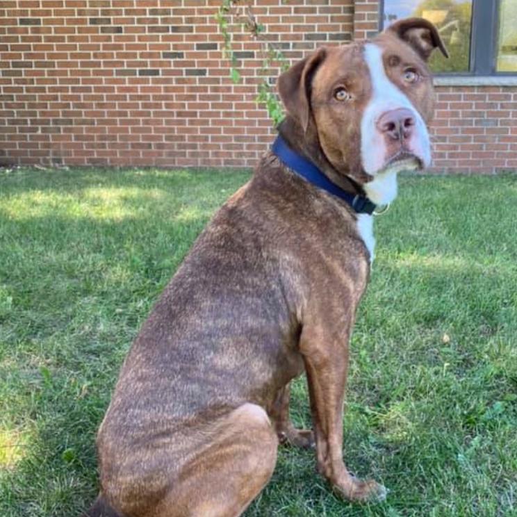 Enlarge Diesel, a Adoptable mixed breed in Coralville, IA image 1/5