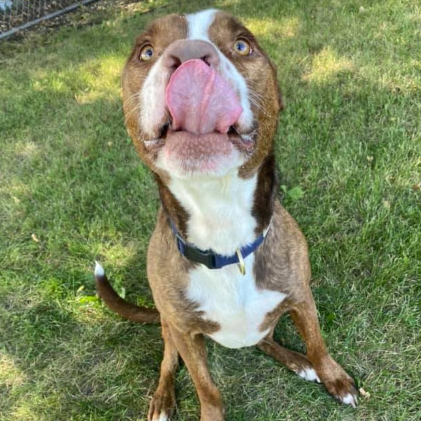 Enlarge Diesel, a Adoptable mixed breed in Coralville, IA image 2/5