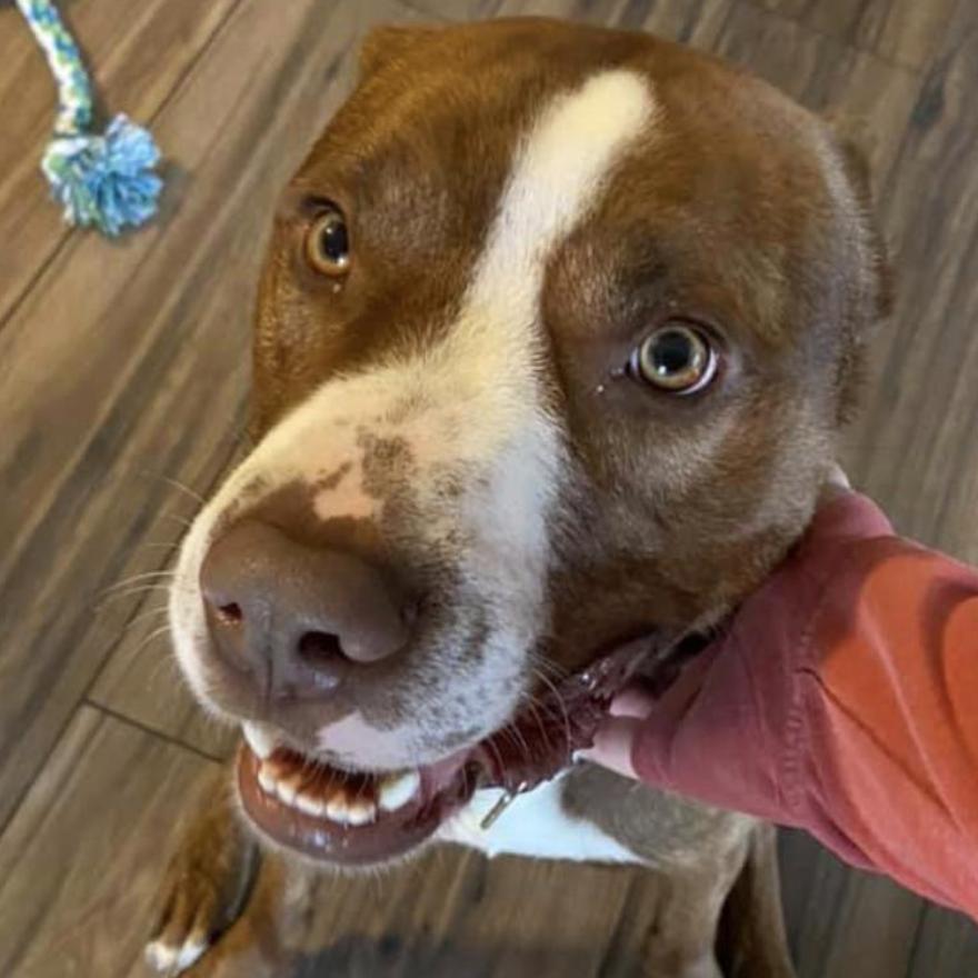 Enlarge Diesel, a Adoptable mixed breed in Coralville, IA image 3/5