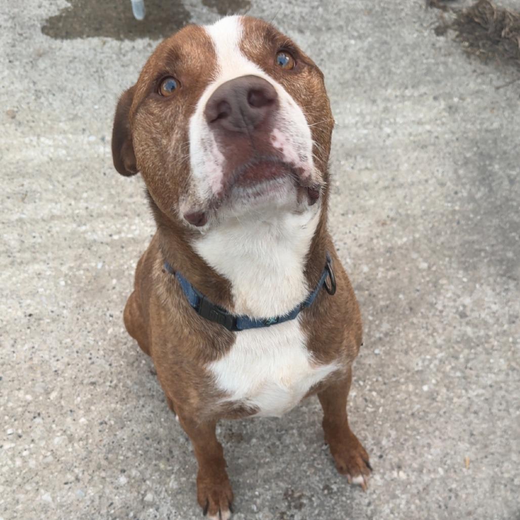 Enlarge Diesel, a Adoptable mixed breed in Coralville, IA image 4/5