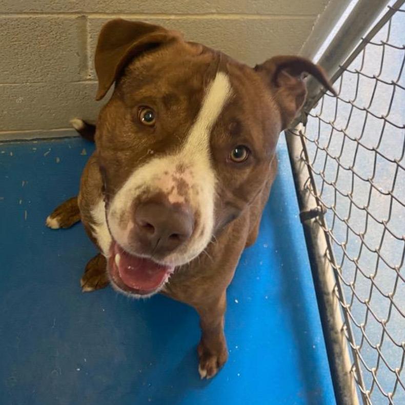 Enlarge Diesel, a Adoptable mixed breed in Coralville, IA image 5/5