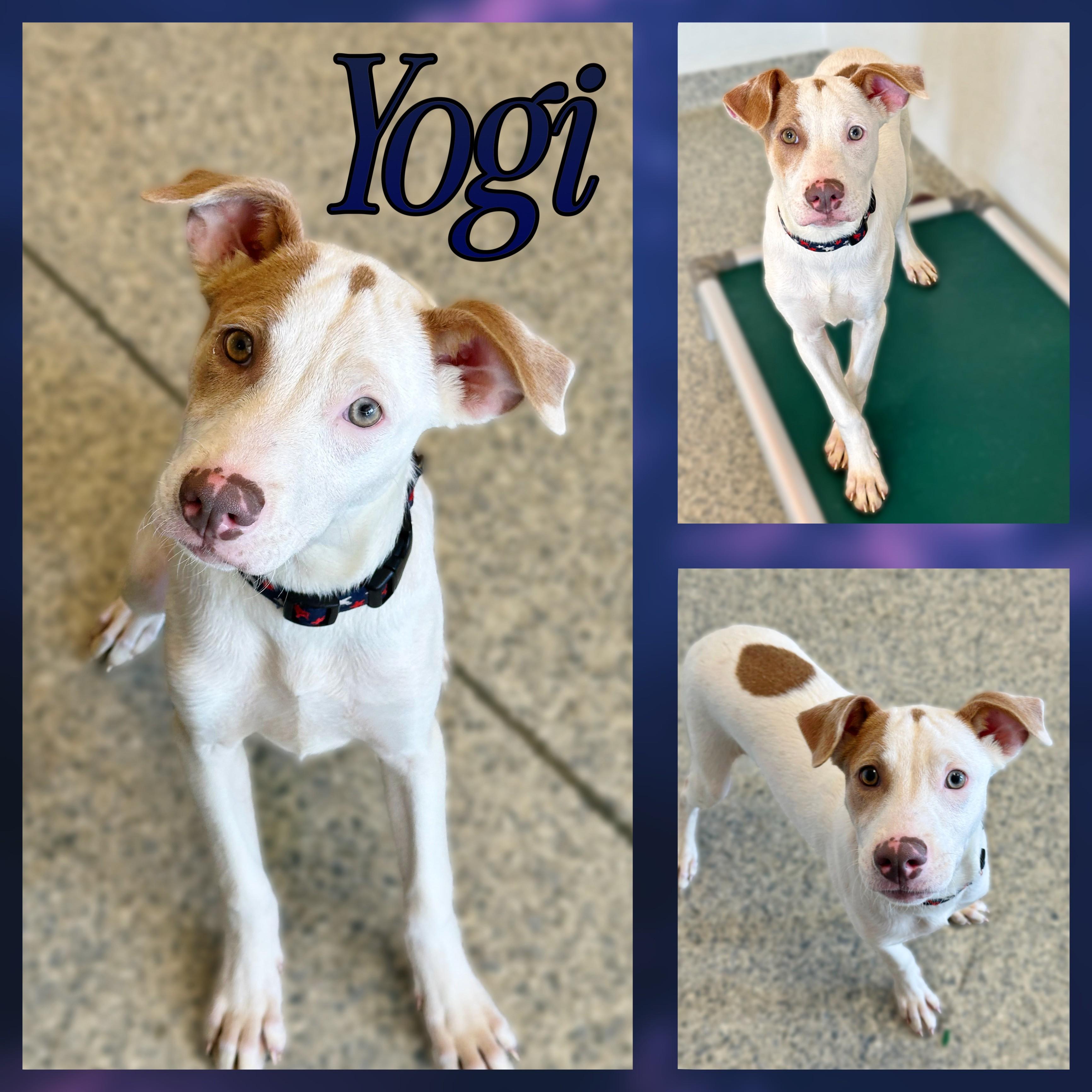 Yogi, Adopted, Puppy Male Pit Bull Terrier & Hound.