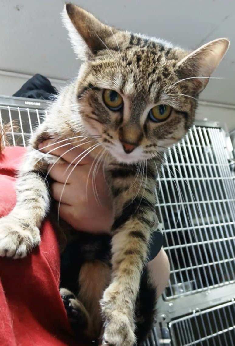 Lisa, a Adoptable Domestic Short Hair in Princeton, IN image 1/2