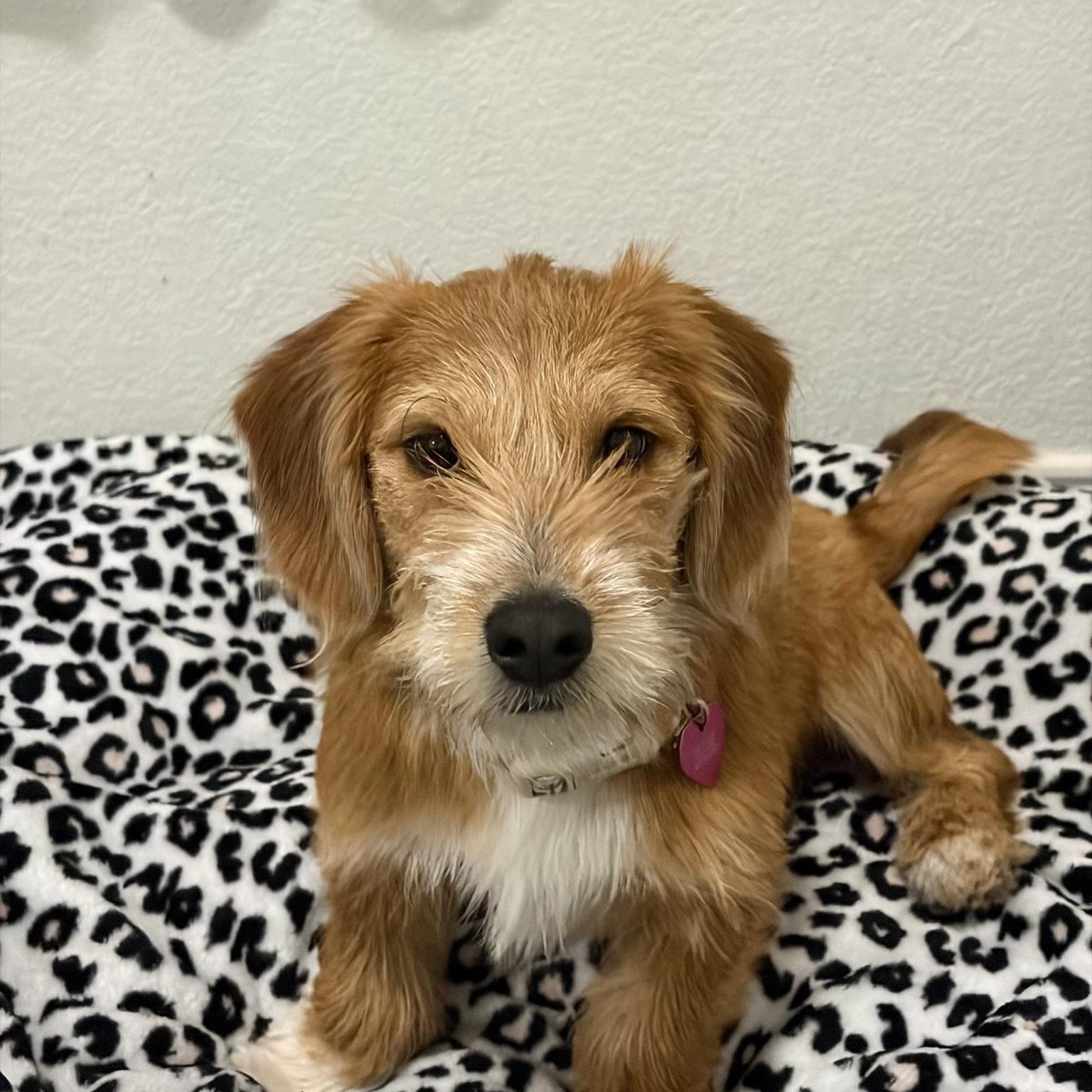 Enlarge Arthur , an adoptable mixed breed in Dallas, TX image 1/5