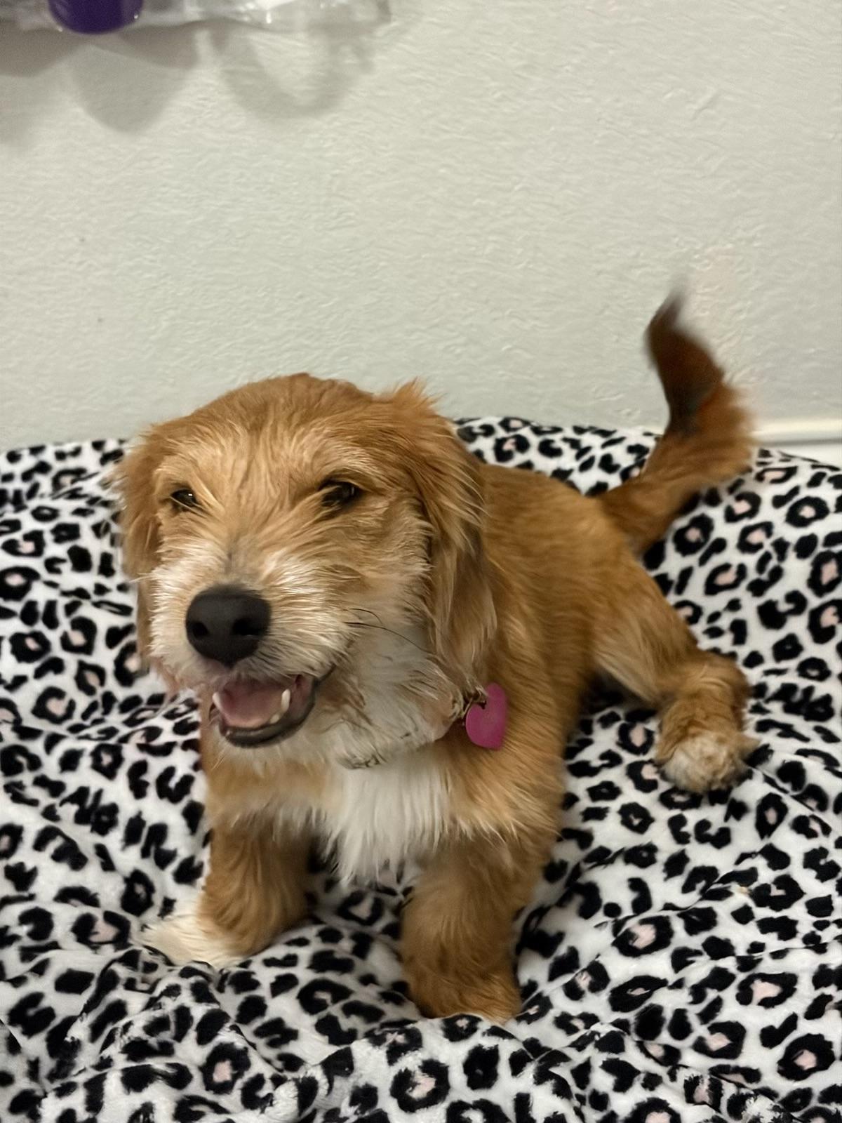 Enlarge Arthur , an adoptable mixed breed in Dallas, TX image 3/5