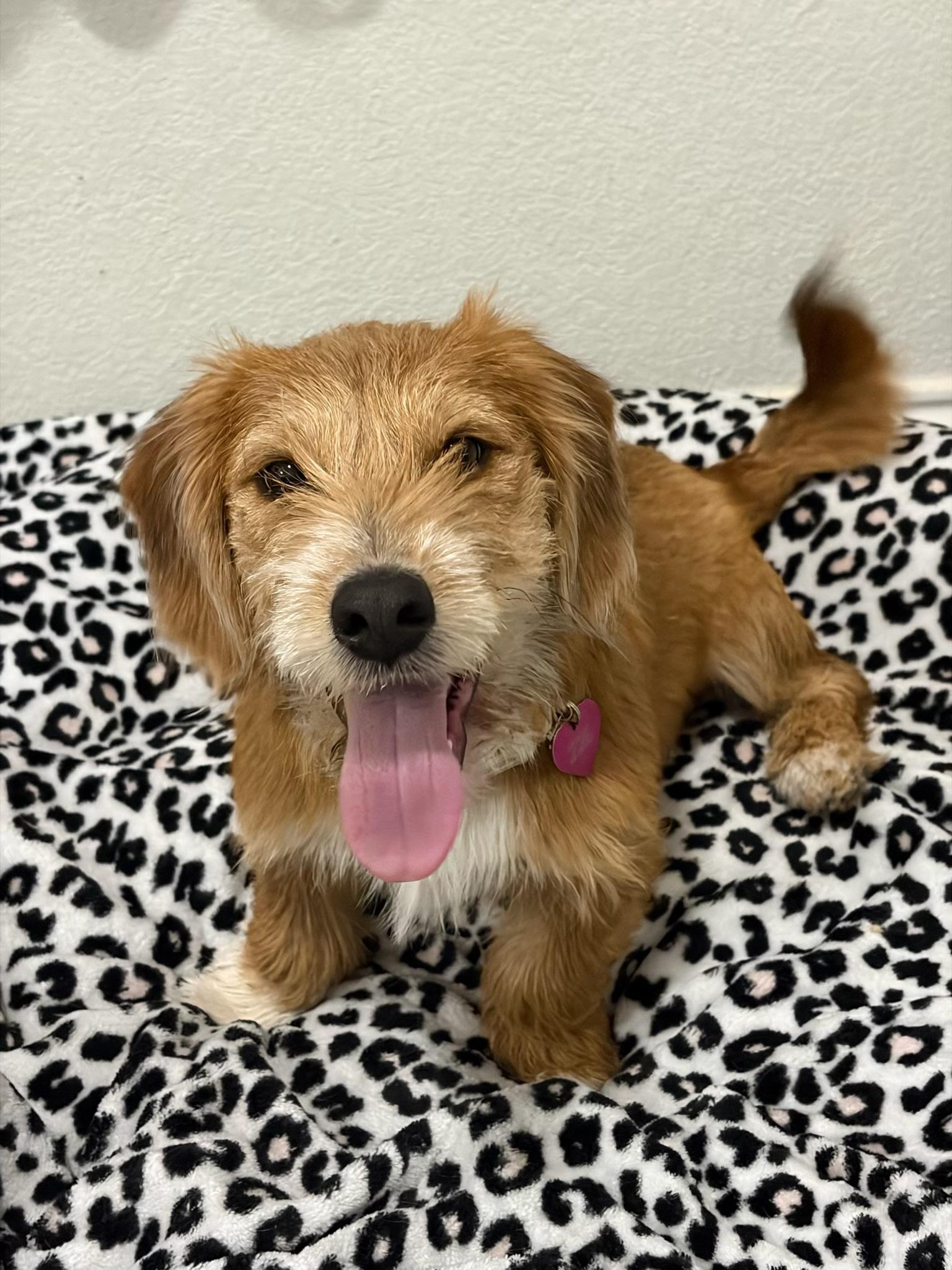 Enlarge Arthur , an adoptable mixed breed in Dallas, TX image 4/5