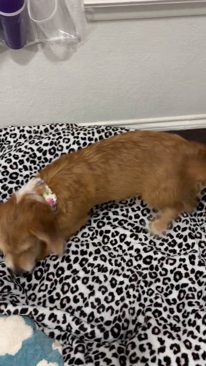 Enlarge Arthur , an adoptable mixed breed in Dallas, TX video 2/5