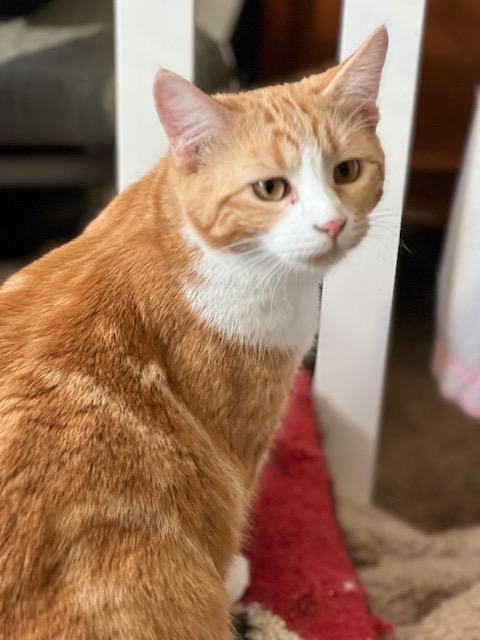 Sparkie, adopted, Young Female Domestic Short Hair.