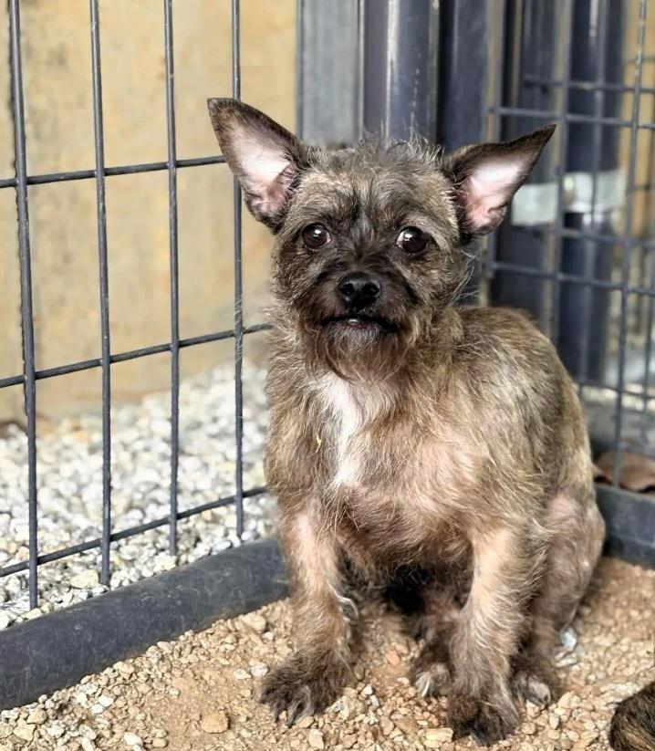 Strawberry, Adoptable, Adult Female Mixed Breed.