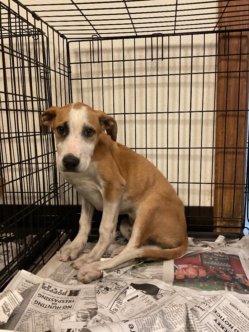 Provolone, Adoptable, Young Male Pit Bull Terrier & Mixed Breed.