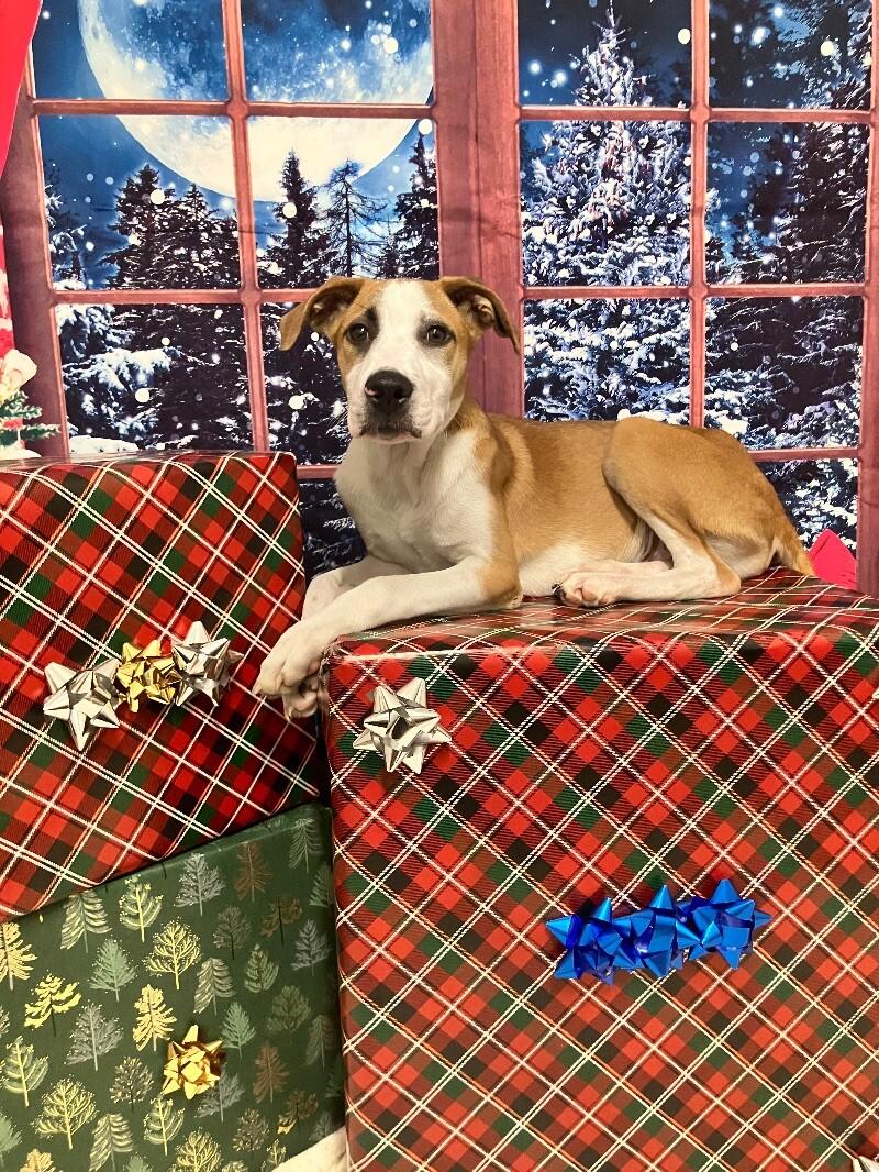 Enlarge Provolone, a Adoptable mixed breed in Jackson, TN image 2/2