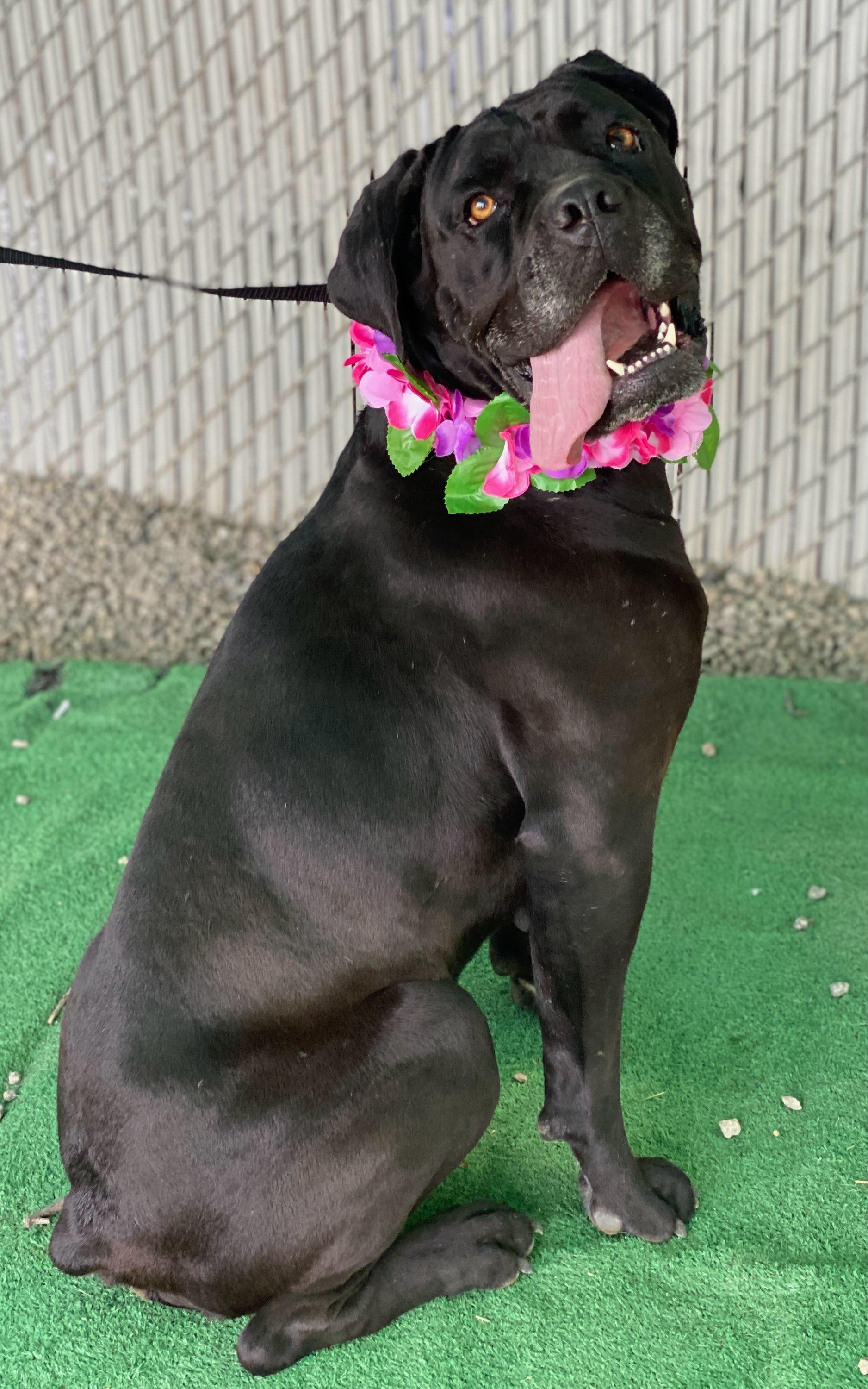 Ceecee, ADOPTABLE, Adult Female Cane Corso.