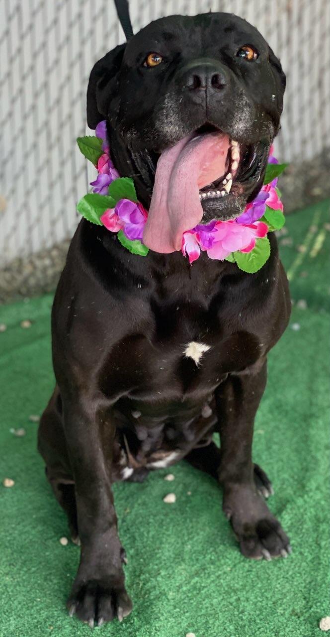 Enlarge Ceecee, a ADOPTABLE mixed breed in Colusa, CA image 3/6