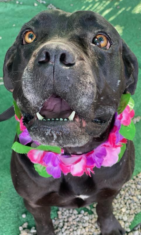 Enlarge Ceecee, a ADOPTABLE mixed breed in Colusa, CA image 6/6